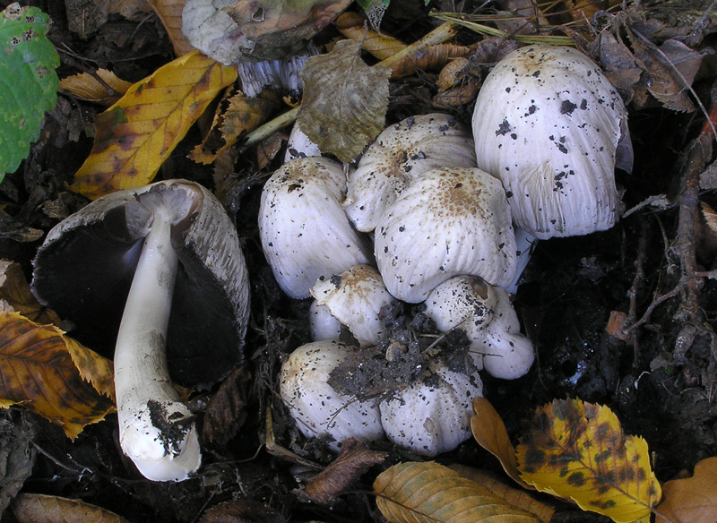 Coprinopsis romagnesiana